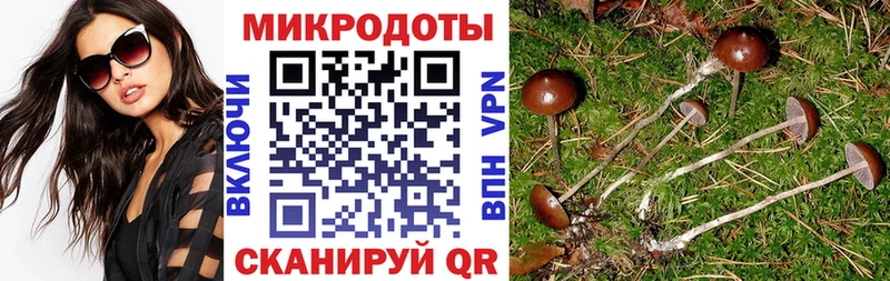 Галлюциногенные грибы Psilocybine cubensis  Миасс 